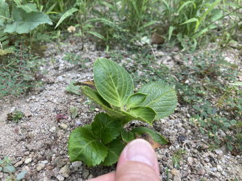 �����񍐎ʐ^